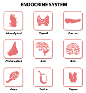 edcmed-links-endocrine